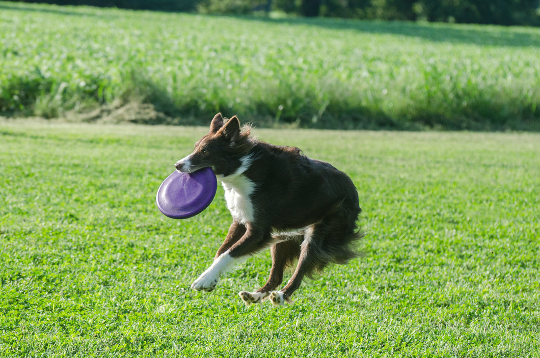 Maak jij van je hond een topsporter?