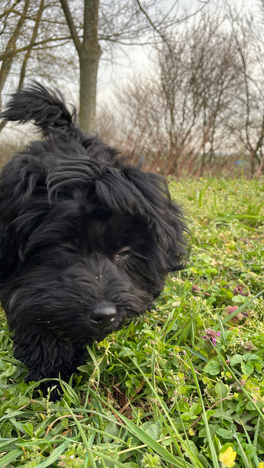 Kleine honden syndroom