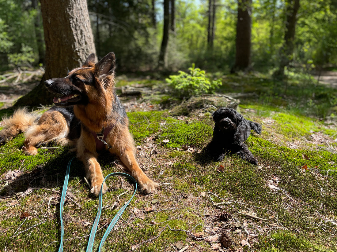 Oorzaken voor uitvallen bij honden