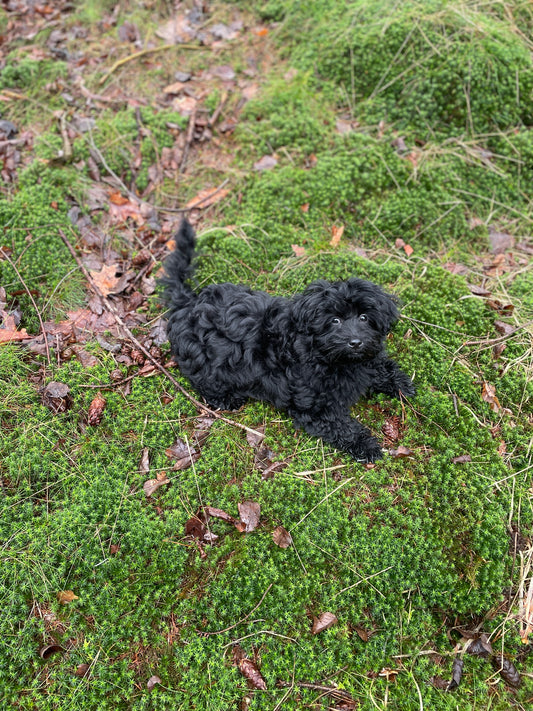 Puppycursus één op één, 4 lessen 45 minuten